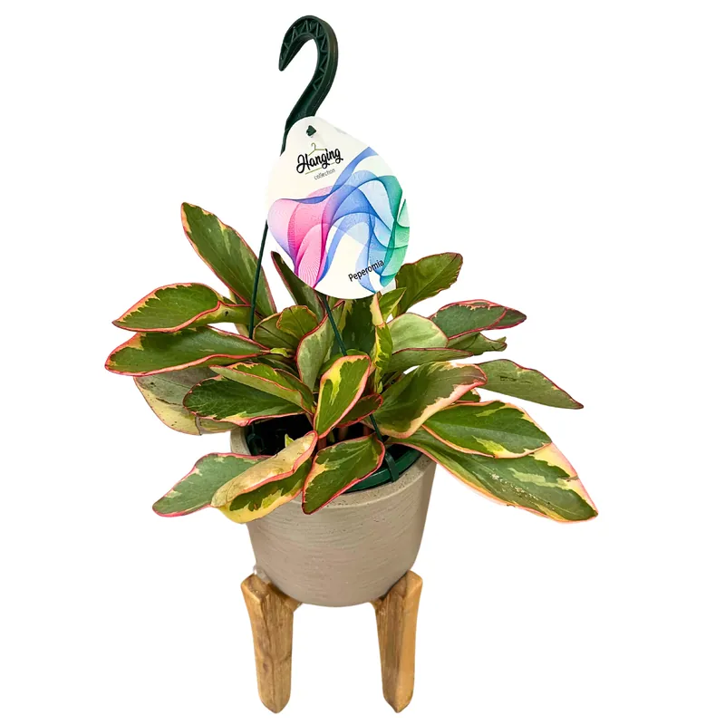 Peperomia Obtusifolia M15 Colores Variados Popular