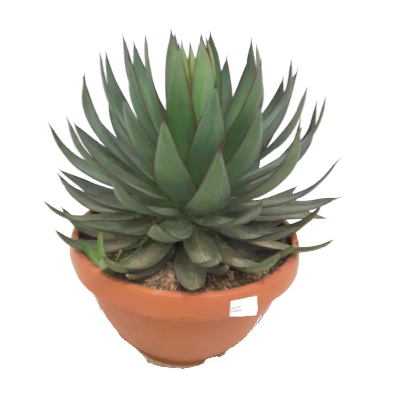 Agave Romanii T20 35cm Descuento