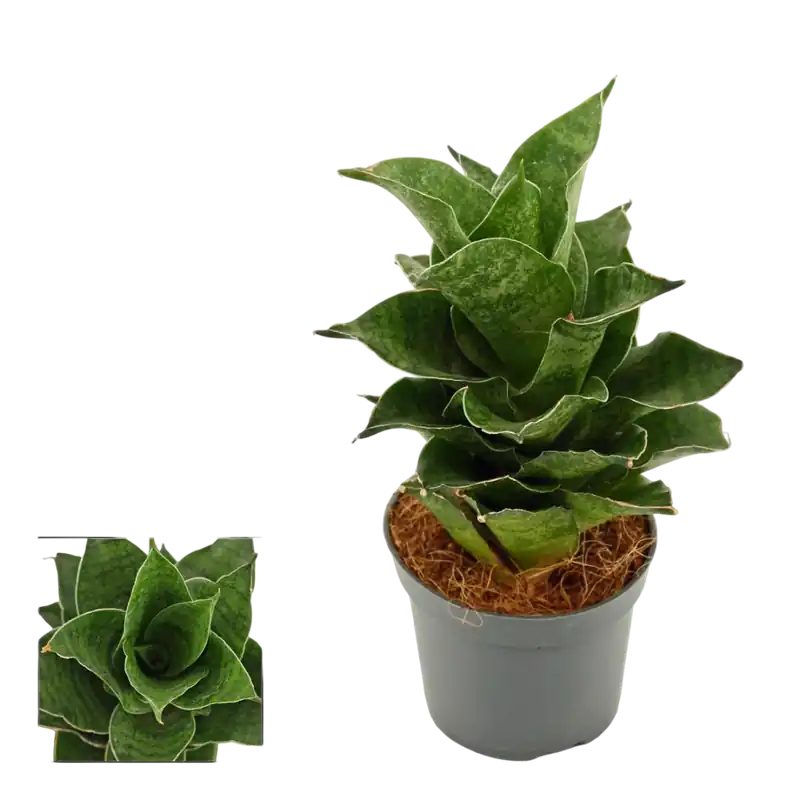 Más Vendido Sansevieria Mahanakorn Planta De Interior Ø6