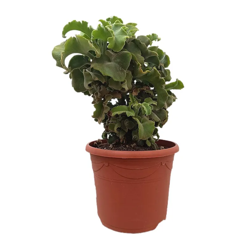 Ordena Ya Kalanchoe Maltese Cross M25