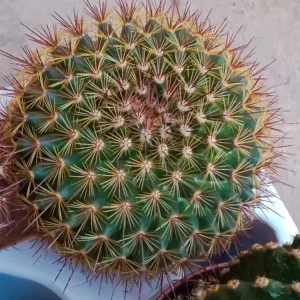 Planta Cactus Mammillaria Guinsa Maru Ø8 Cm Precio Reducido