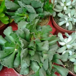 Adromischus Cristatus Grande Ø13 Planta Suculenta Pago Seguro
