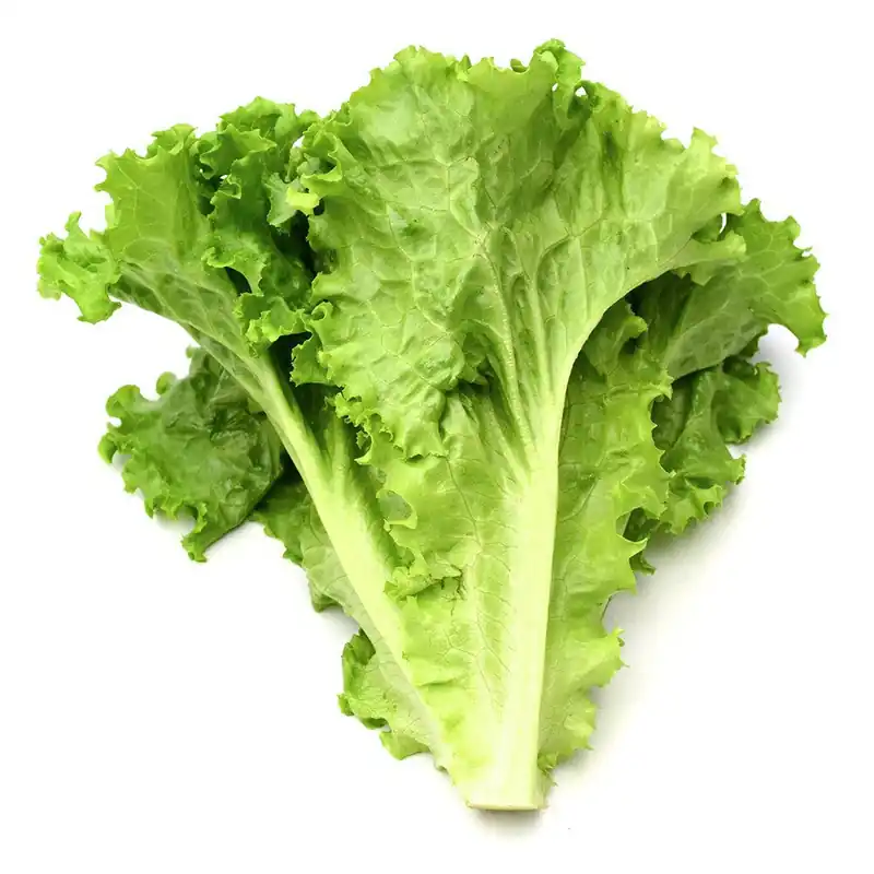 Garantía Incluida Lechuga Verde De Conil. 1 PIEZA ± 1´5 KG