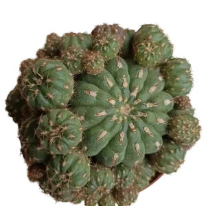 Imprescindible (Must-Have) Matucana Polzii Llena De Hijos Planta Suculenta Cactus Ø13
