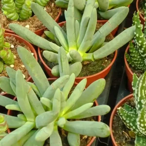 Nueva Colección Cylindrophyllum Comptonii Planta Suculenta 8 Cm