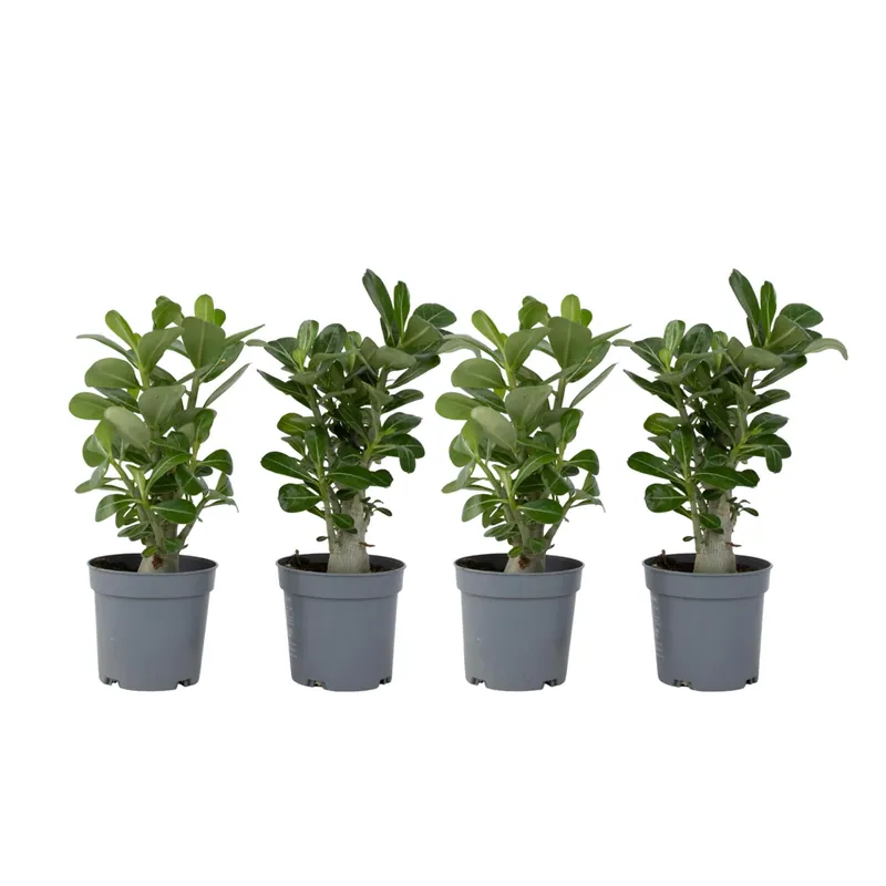 Rosa Del Desierto - 4 Pzs - Adenium Obesum - Altura 25-40cm - ⌀105cm Nueva Colección