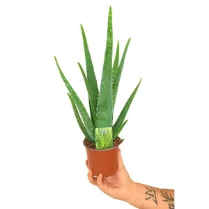 Envío Exprés Aloe Vera M12 35cm