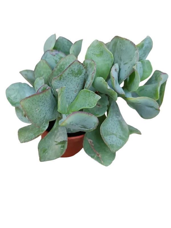 Crassula arborescens BLUE HALE planta suculenta de la suerte Ø5 Nuevo Modelo