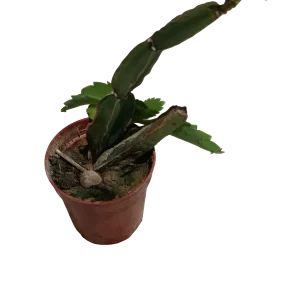 Cissus Quadrangularis Planta Suculenta Colgante Ø5 Cm Entrega Rápida