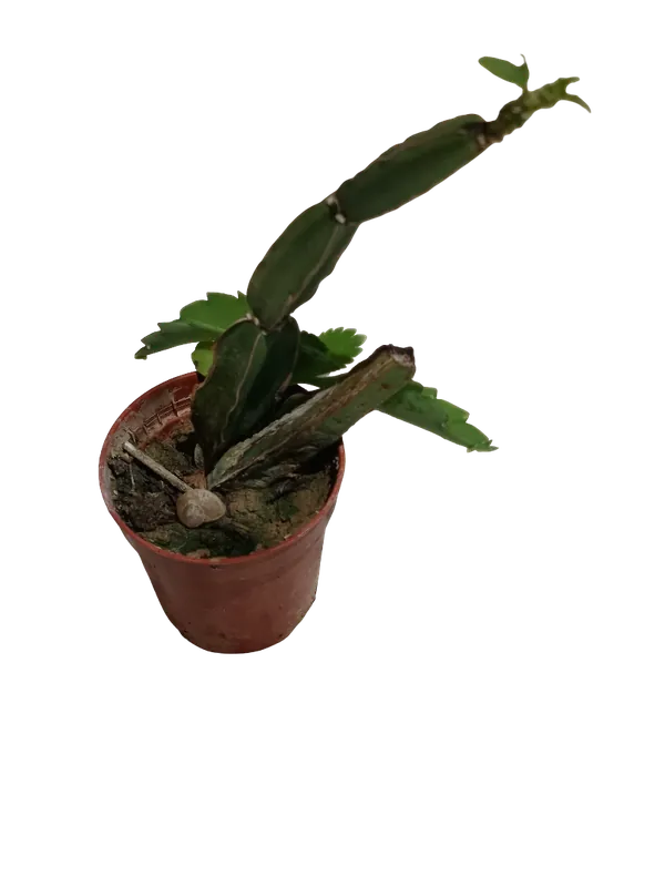 Cissus Quadrangularis Planta Suculenta Colgante Ø5 Cm Entrega Rápida