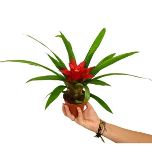 Pago Seguro Guzmania Blitz M9 30cm