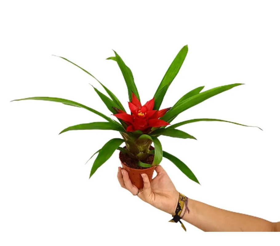 Pago Seguro Guzmania Blitz M9 30cm