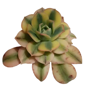 Última Versión Aeonium Sunburst Planta Suculenta De Sol Ø5
