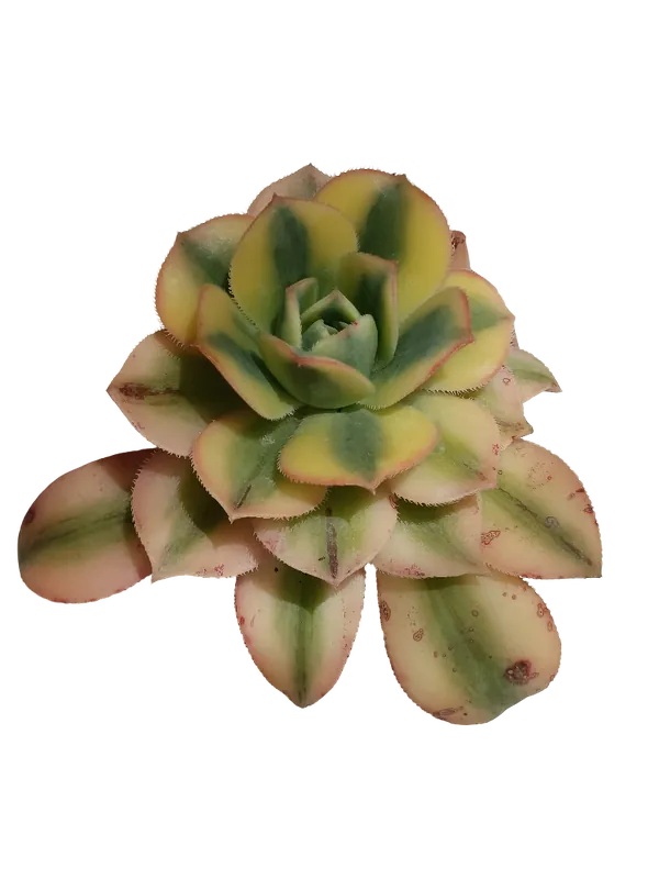 Última Versión Aeonium Sunburst Planta Suculenta De Sol Ø5