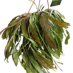 Planta Colgante Rhipsalis Ramulosa Ø14-25 Cm A Buen Precio