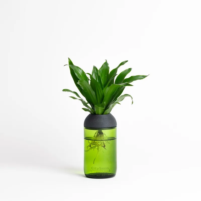 Macetero Transparente Citysens Con Soporte De Ébano – Verde, Vidrio Reutilizado Y Biofilamento De Madera 3d Oferta De Temporada