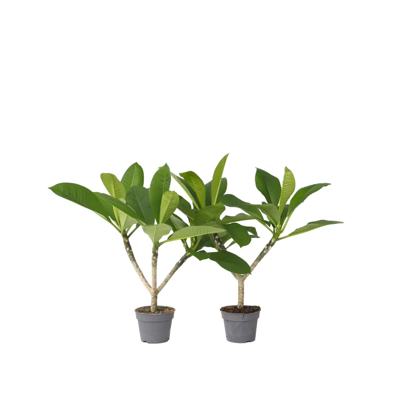 Disponible Ahora Frangipani - 2 Pzs - Plumeria Rubra 'hawaii' - Altura 45-55cm - ⌀17cm