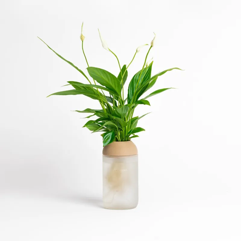 Mejor Precio Macetero Transparente Citysens Con Planta Y Soporte De Pino – Blanco Matizado, Vidrio Reutilizado Y Biofilamento 3d