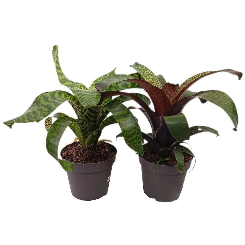 Precio Reducido Vriesea Blad Mix M14