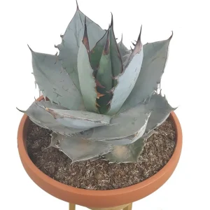 Imprescindible (Must-Have) Agave Titanota White Ice T30 50cm (hielo Blanco)