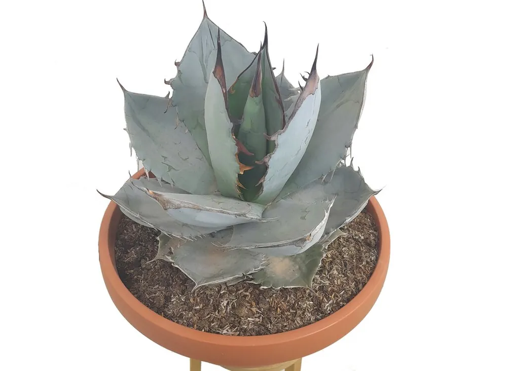 Imprescindible (Must-Have) Agave Titanota White Ice T30 50cm (hielo Blanco)