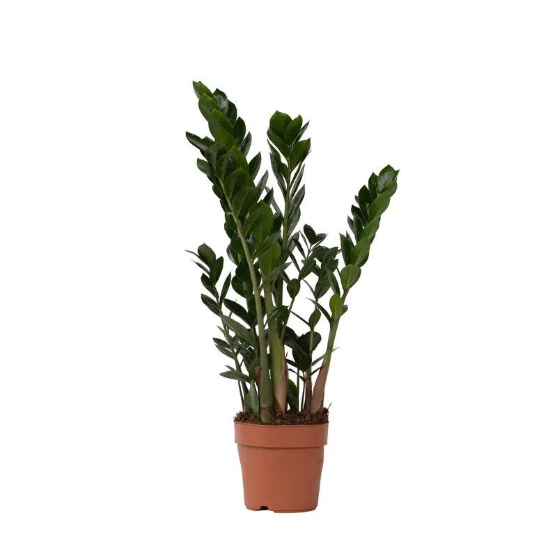 Precio Reducido Zamioculca - Zamioculcas Zamiifolia - Altura 55-65cm - ⌀17cm