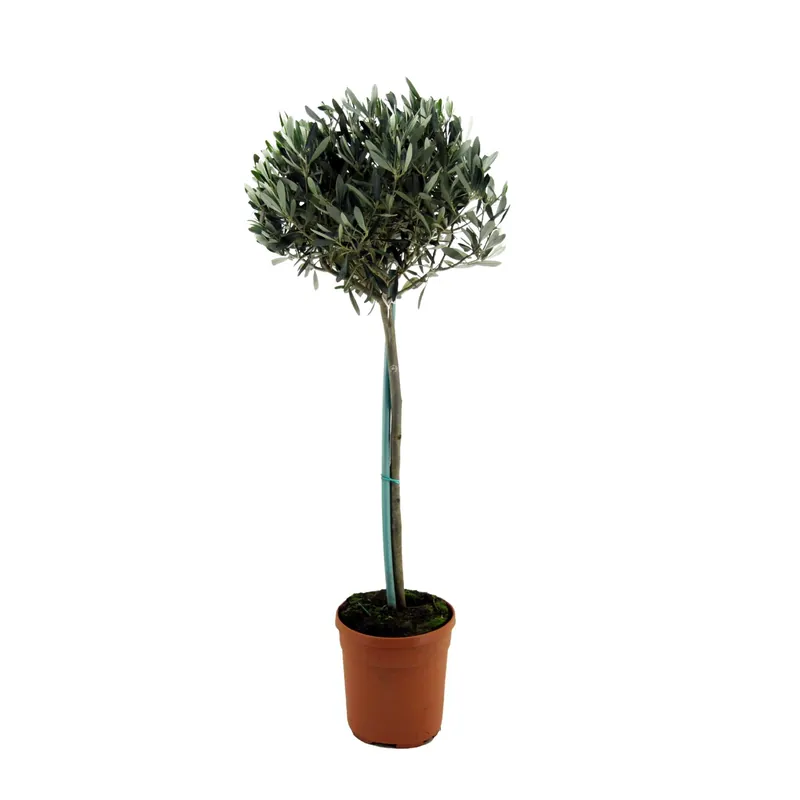 Envío Inmediato Olivo - Olea Europaea - Altura 155-170cm - ⌀19cm