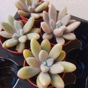 Oferta Pachyphytum Wendermanii Planta Suculenta Ø5 Cm