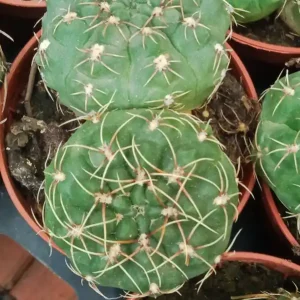 Solo Hoy Gymnocalycium Baldanium Cactus Joven 5 Cms
