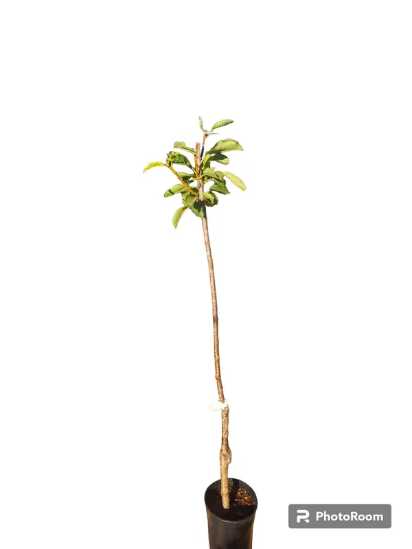 Oferta Cerezo Picota Maceta