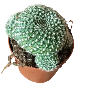 Popular Rebutia Krainziana Cactus Ø5 Cm