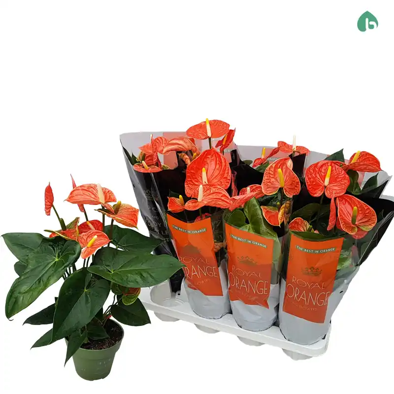 Hecho A Mano Anthurium Prince Of Orange Planta De Interior