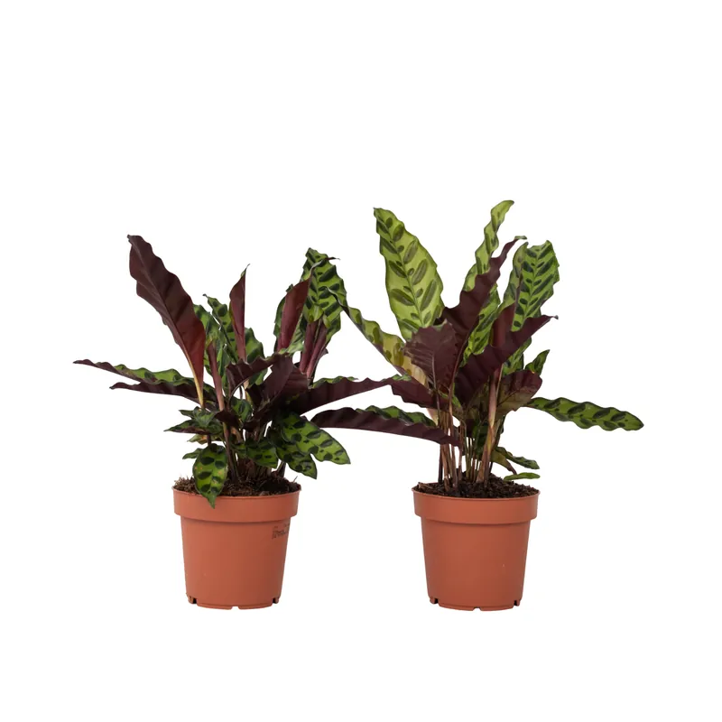 Tendencia Calathea - 2 Pzs - Goeppertia Insignis - Altura 30-40cm - ⌀12cm