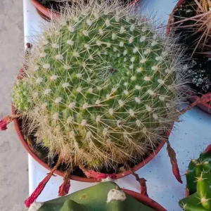 Mammillaria Pringlei Cactus Ø5 Cm Favorito De Clientes