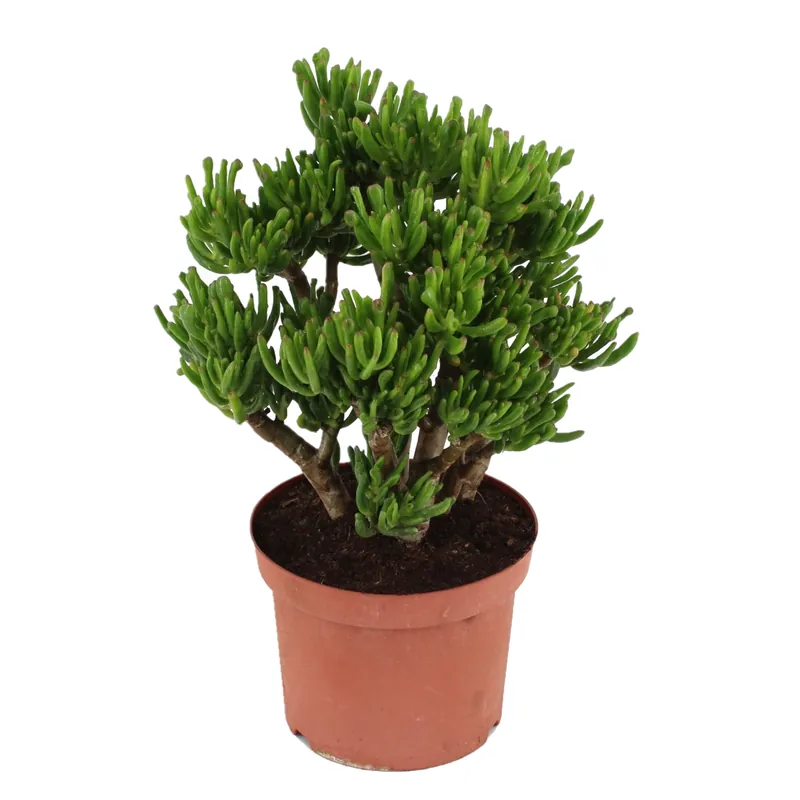 Árbol De Jade - Crassula Ovata 'hobbit' - Altura 45-50cm - ⌀23cm Tendencia