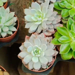 Euphorbia cv multiprolifera planta suculenta Ø5 Entrega Rápida