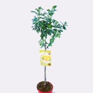 Limonero Eureka En Maceta 25 Cm. 150-180 cm. alt. Natural - Fitoralia Disponible Ahora