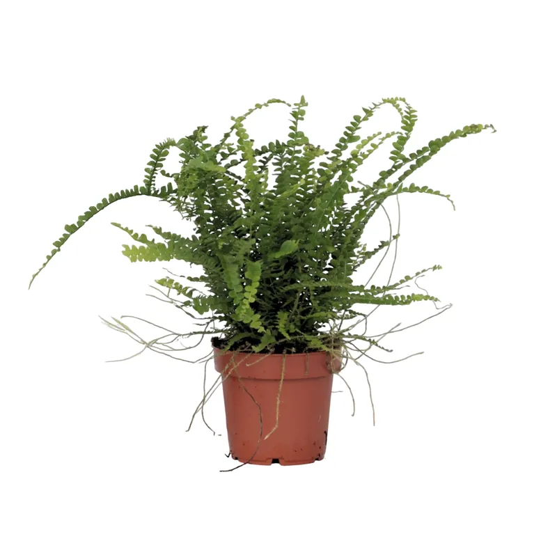 Devolución Gratuita Helecho Espada - Nephrolepis 'duffii' - Altura 25-40cm - ⌀12cm
