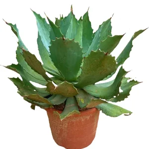 Moderno Agave Parryi M30 45cm