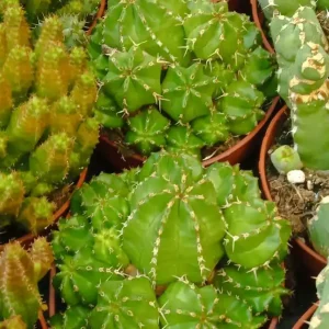 Euphorbia Frankii Planta Suculenta Ø8 Oferta De Temporada