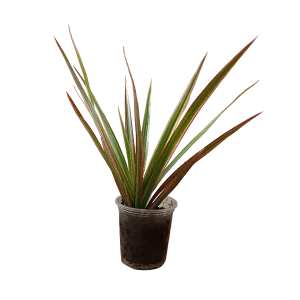 Planta Dracena Marginata De Interior Mini Ø5 Cm Exclusivo