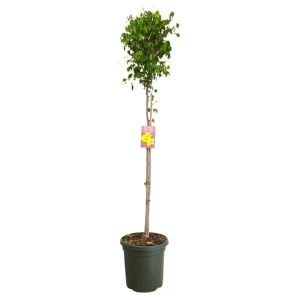 Carambola M40 180-200cm Mejor Calidad