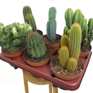 Cactus Mix M13 (unidad) Favorito De Clientes