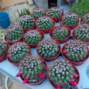 Precio Económico Cactus Mamillaria Planta Flores Rosas Ø5 Cms
