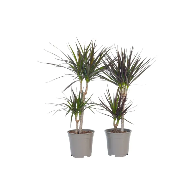 Premium Drácena - 2 Pzs - Dracaena Marginata - Altura 70-80cm - ⌀17cm