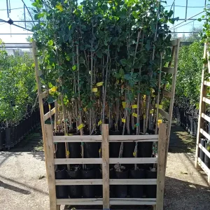 PALET 85 PLANTAS DE PISTACHO Nuevo Modelo