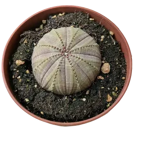 Solo Por Tiempo Limitado Euphorbia Obesa Planta Suculenta Ø8