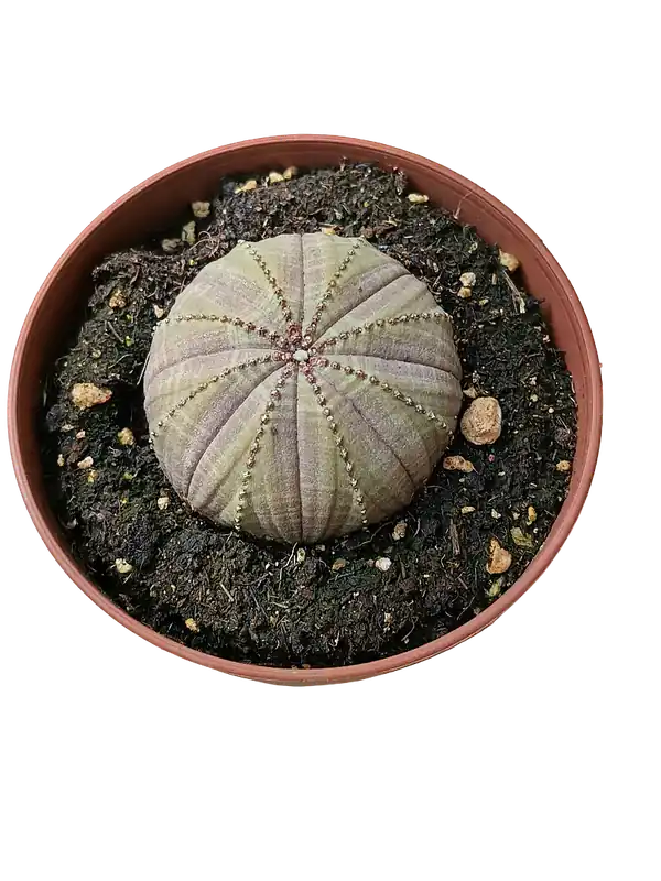 Solo Por Tiempo Limitado Euphorbia Obesa Planta Suculenta Ø8