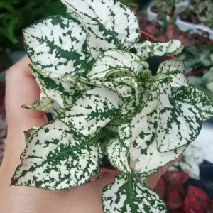 Hypoestes Verde Blanca Planta Interior Terrario Ø8 cm Precio De Fábrica