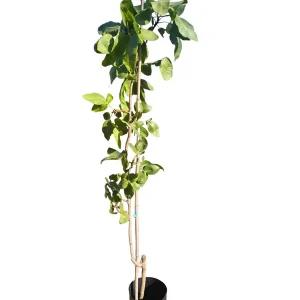 Pistacho Macho Peter (ucb) 80cm Maceta Económico